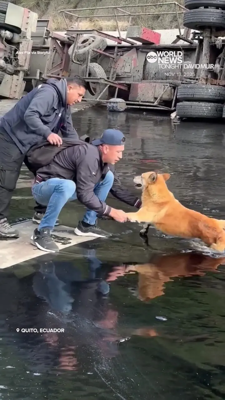 نجات یک سگ گرفتار در قیر پس از واژگونی کامیون