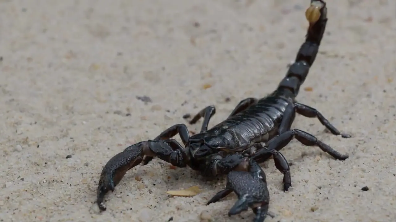 5 گونه از زیباترین عقرب های جهان