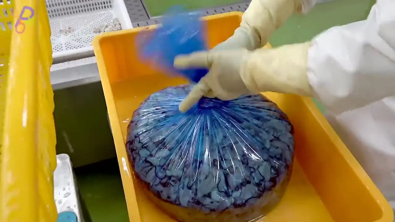 ببینید| چگونه روزانه 10 تن صدف در کارخانه های کره جنوبی فرآوری می شود؟