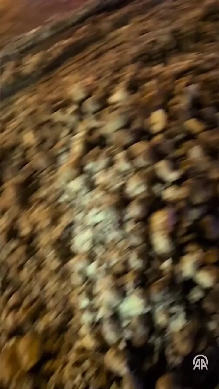 ببینید؛ اعتراض کشاورزان در بروکسل؛ سیب‌زمینی‌ها سهم رهگذران شد