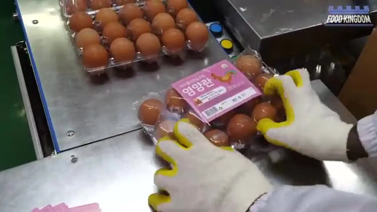 مراحل دیدنی فرآوری و بسته بندی میلیون ها تخم مرغ در کره جنوبی