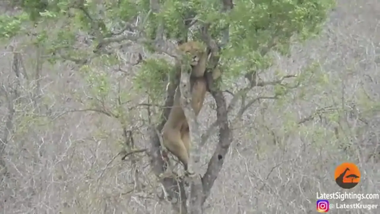 تلاش عجیب شیر گرسنه برای دزدیدن شکار پلنگ روی درخت!