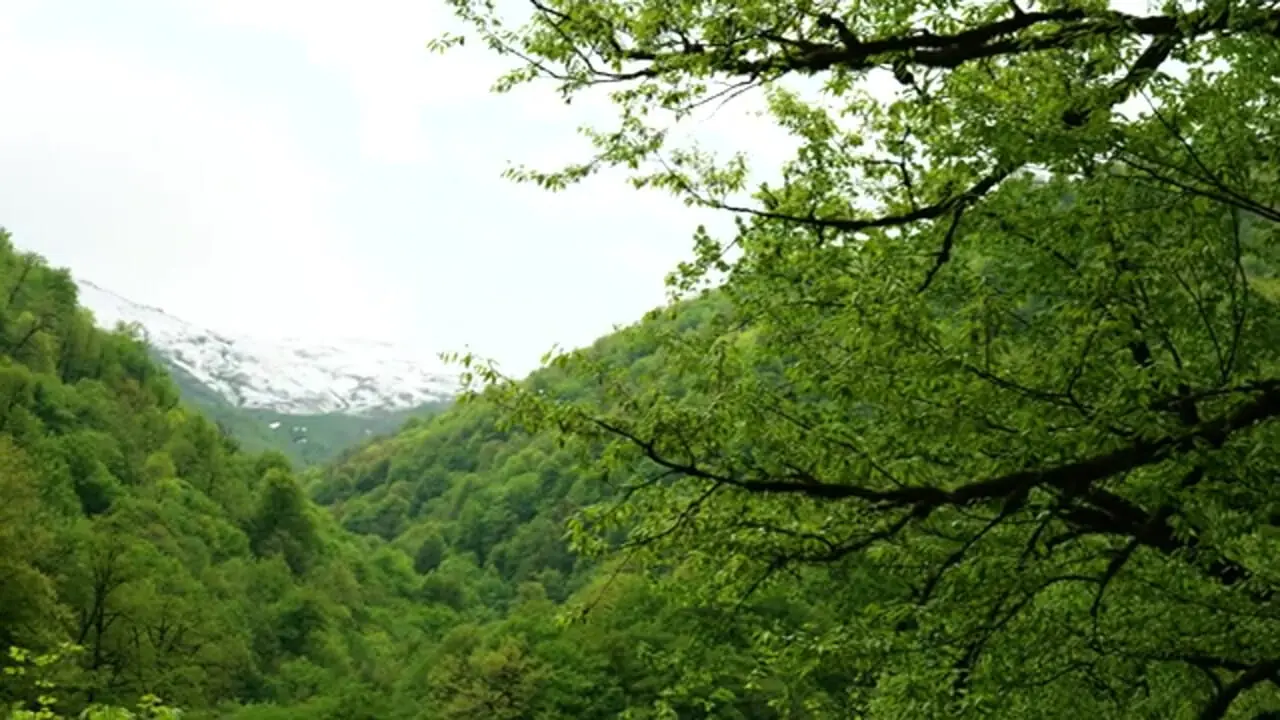 غذای روستایی در ایران؛ تهیه ترشی پیاز و رب انار در روستایی جنگلی