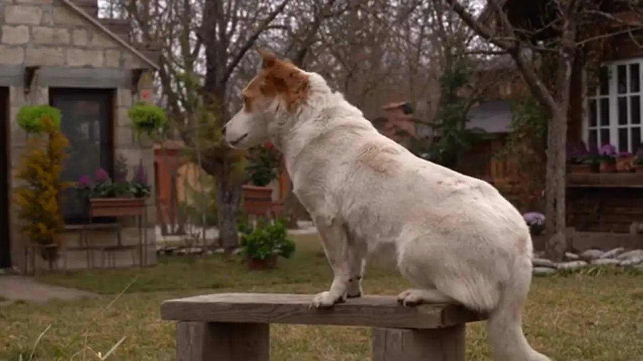 غذای روستایی در آذربایجان؛ پخت کیک هویج توسط مادربزرگ روستایی