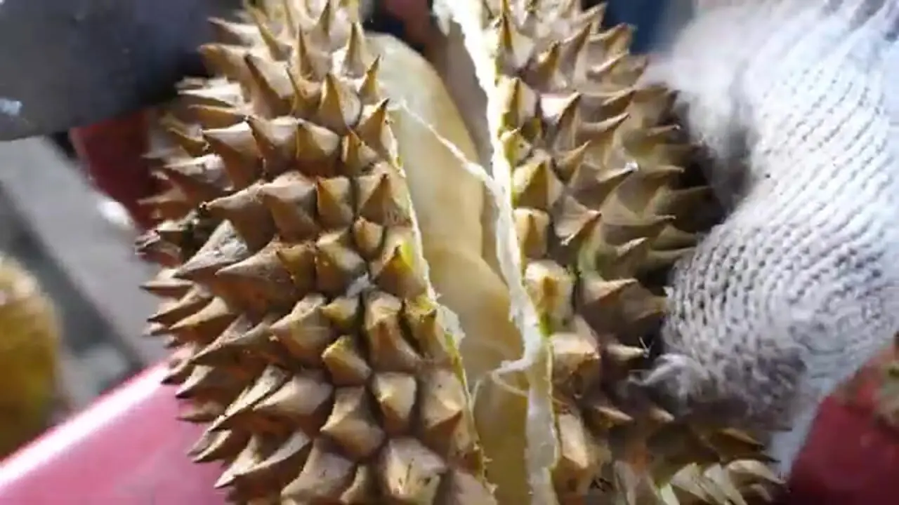 غذای خیابانی در اندونزی؛ برش ماهرانه دوریان در شهر مدان