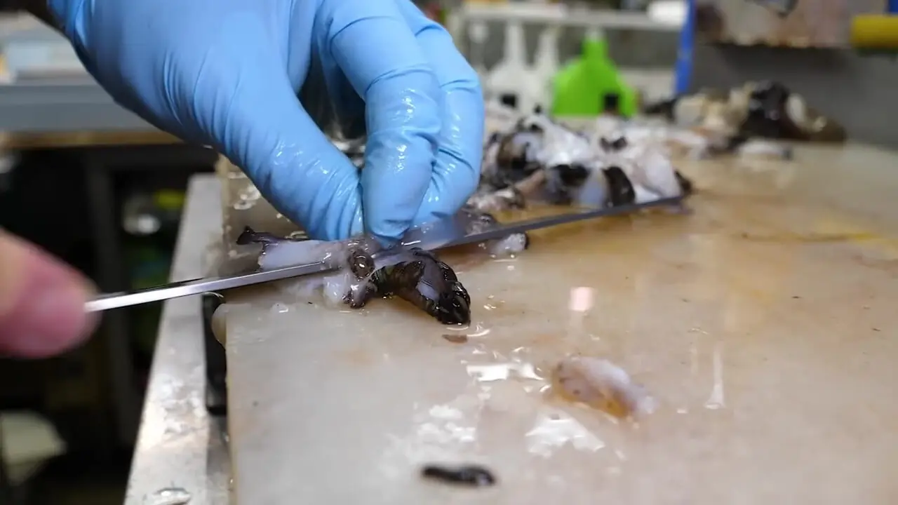 غذای خیابانی در ژاپن؛ برش ماهرانه و تهیه ساشیمی با صدف غول پیکر در توکیو