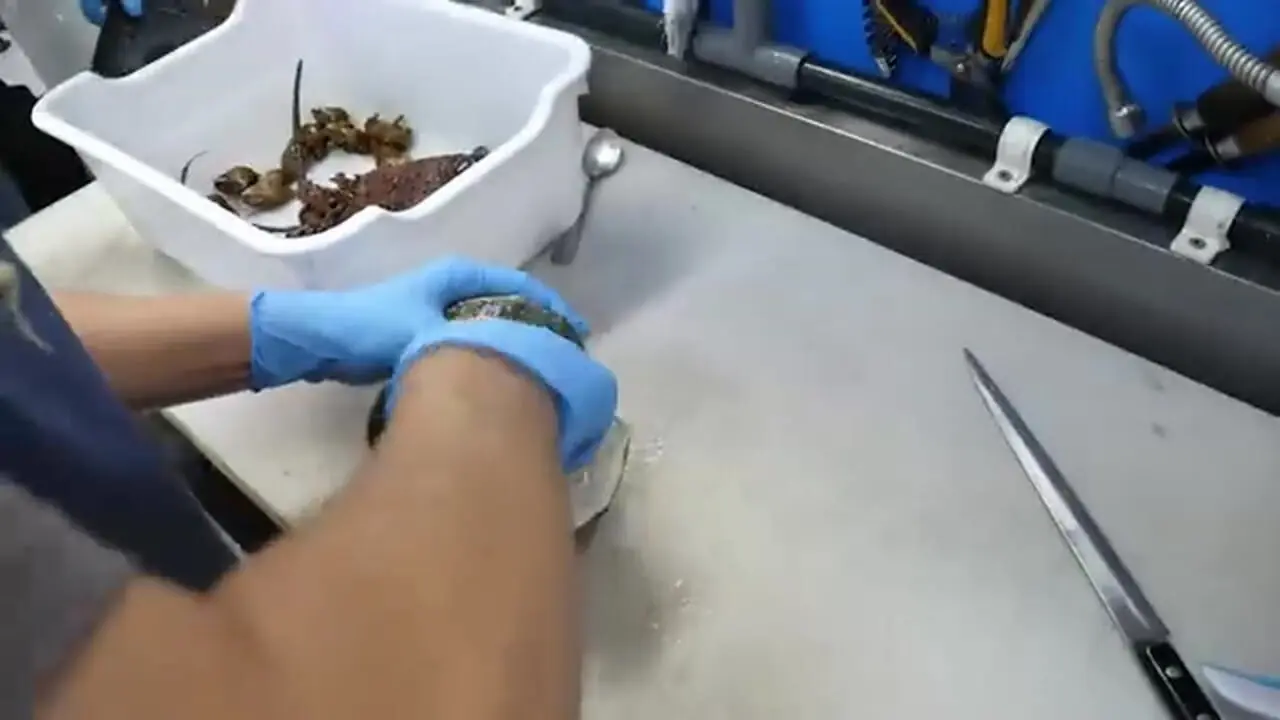 غذای خیابانی در ژاپن؛ پخت غذایی خاص با حلزون دریایی غول پیکر در اوکیناوا