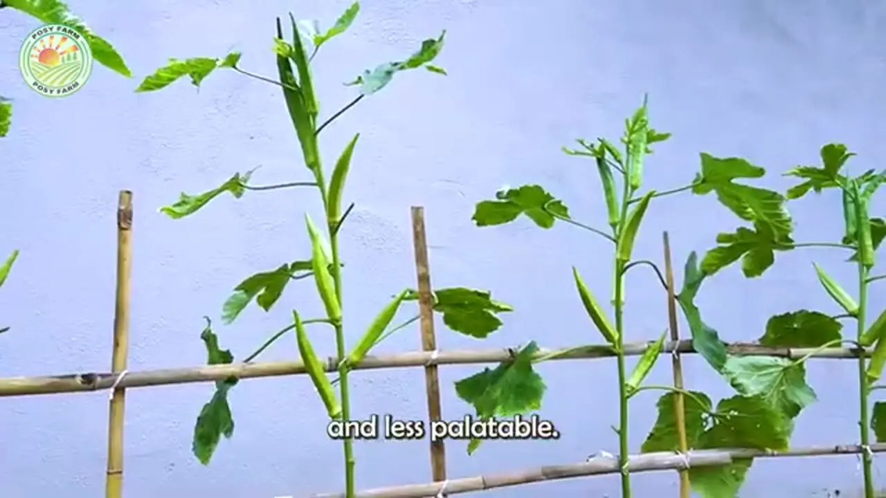 مراحل دیدنی کاشت، برداشت و فرآوری بامیه در چین