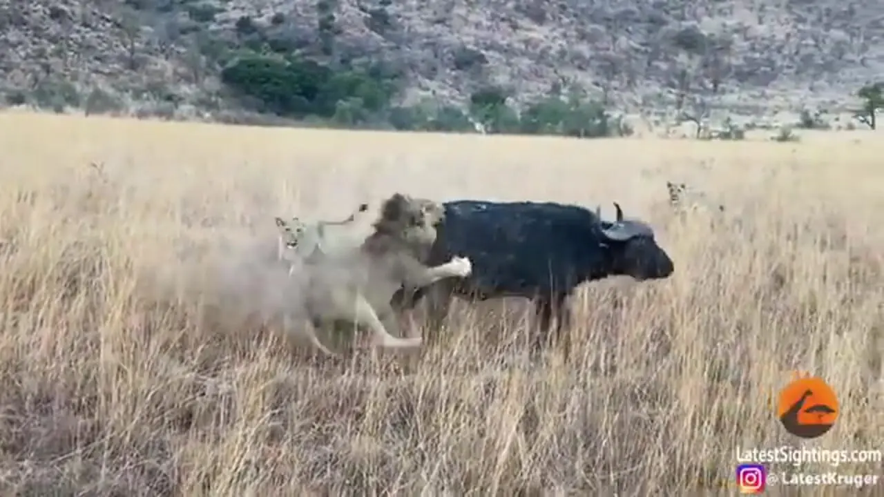 سفر به دنیای حیات وحش؛ تلاش حیرت انگیر «بوفالو» برای فرار از دست شیرها!