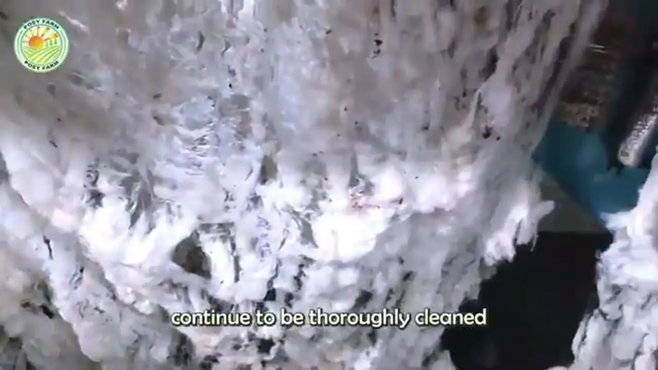 مراحل دیدنی برداشت صدها تن پنبه و تولید نخ با آنها در آمریکا