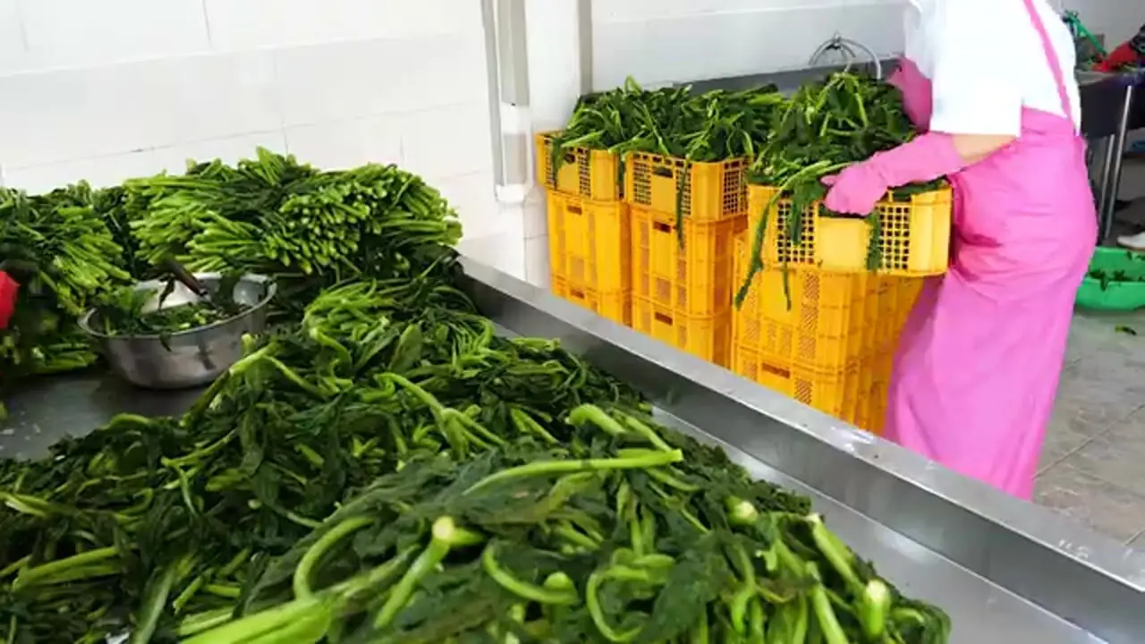 ببینید| غذای خیابانی در کره؛ پخت کیمچی سنتی و پرطرفدار در بوسان