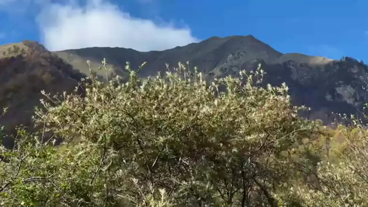 ببینید| غذای روستایی در آذربایجان؛ صید تعدادی ماهی قزل آلا و کباب کردن آنها در تنور 