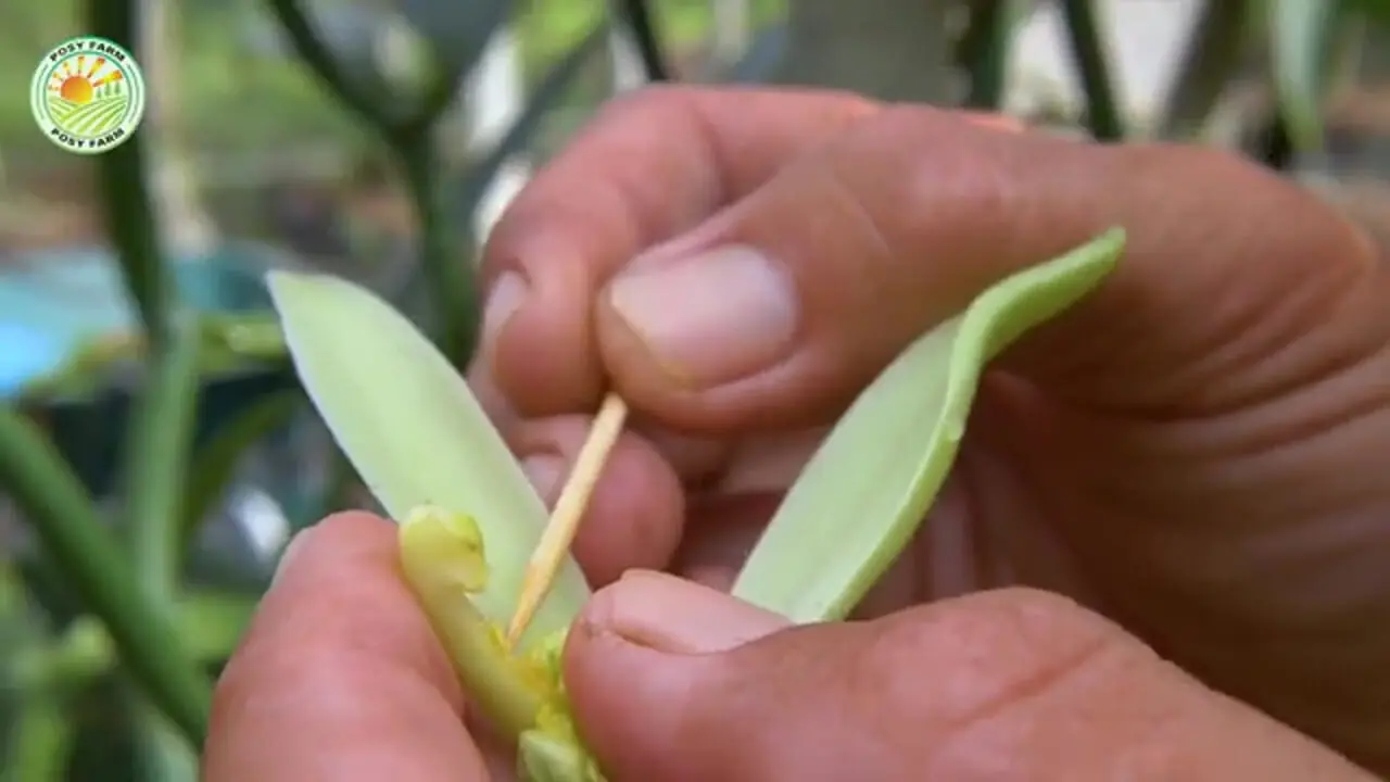 ببینید| چگونه کشاورزان ماداگاسکاری وانیل را برداشت و فرآوری می کنند؟