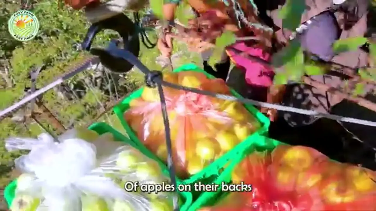ببینید| چگونه کشاورزان چینی صدها تن سیب فوجی را برداشت می کنند؟