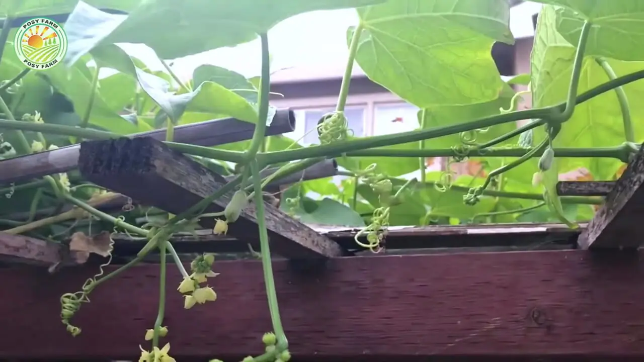 ببینید| مراحل دیدنی کاشت، برداشت و فرآوری میلیون ها میوه چایوت در چین