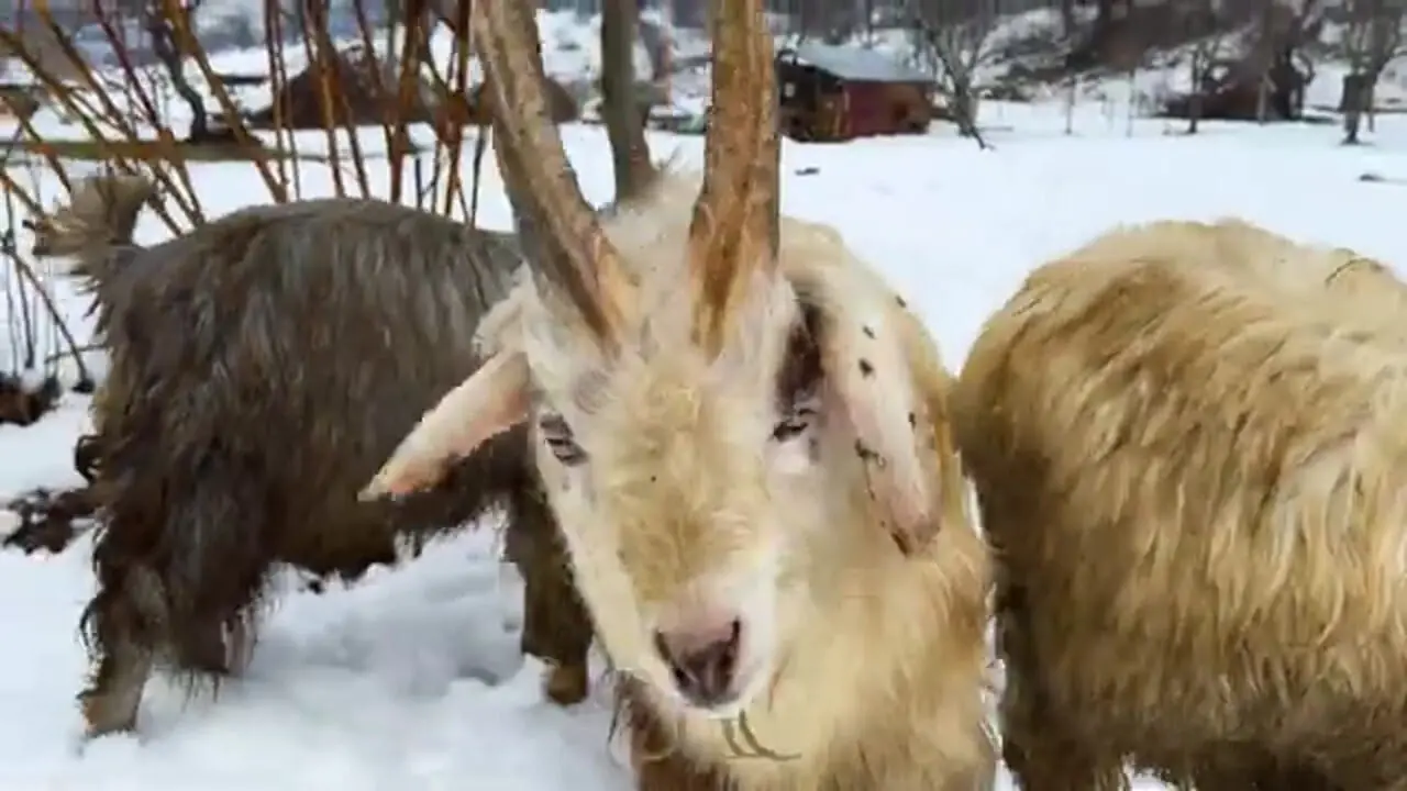 ببینید| غذای روستایی در آذربایجان؛ کباب کردن مرغ در هوای برفی در کوهستان