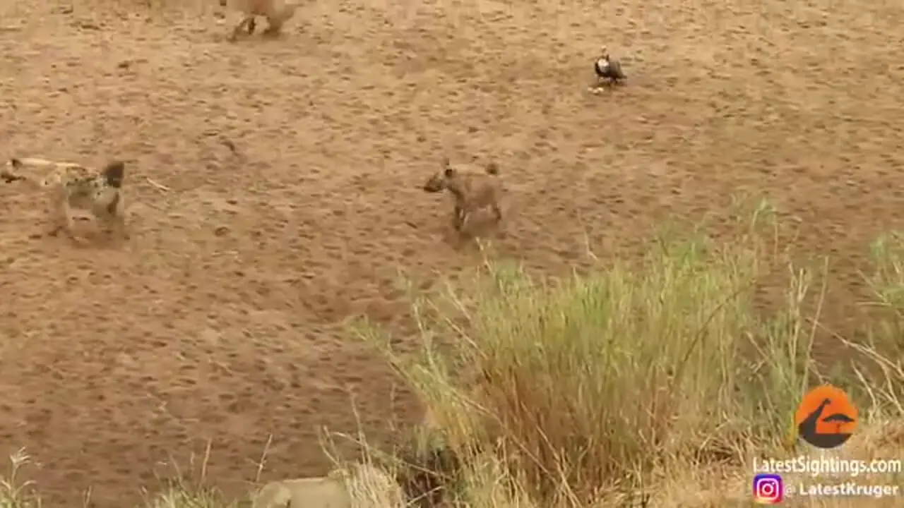 شیر بخت برگشته در محاصره کفتارها؛ وقتی سلطان جنگل تقاضای کمک می کند!