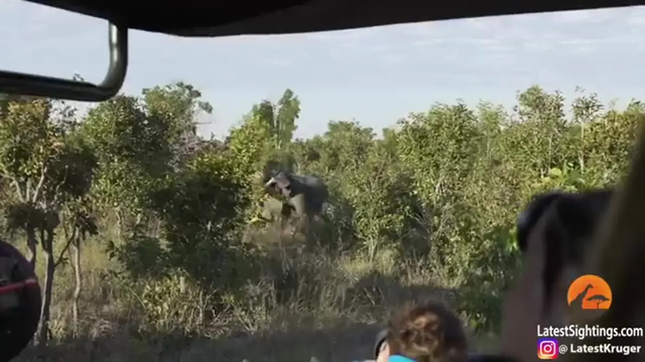 تلاش شیر ماده سمج برای شکار بچه فیل!