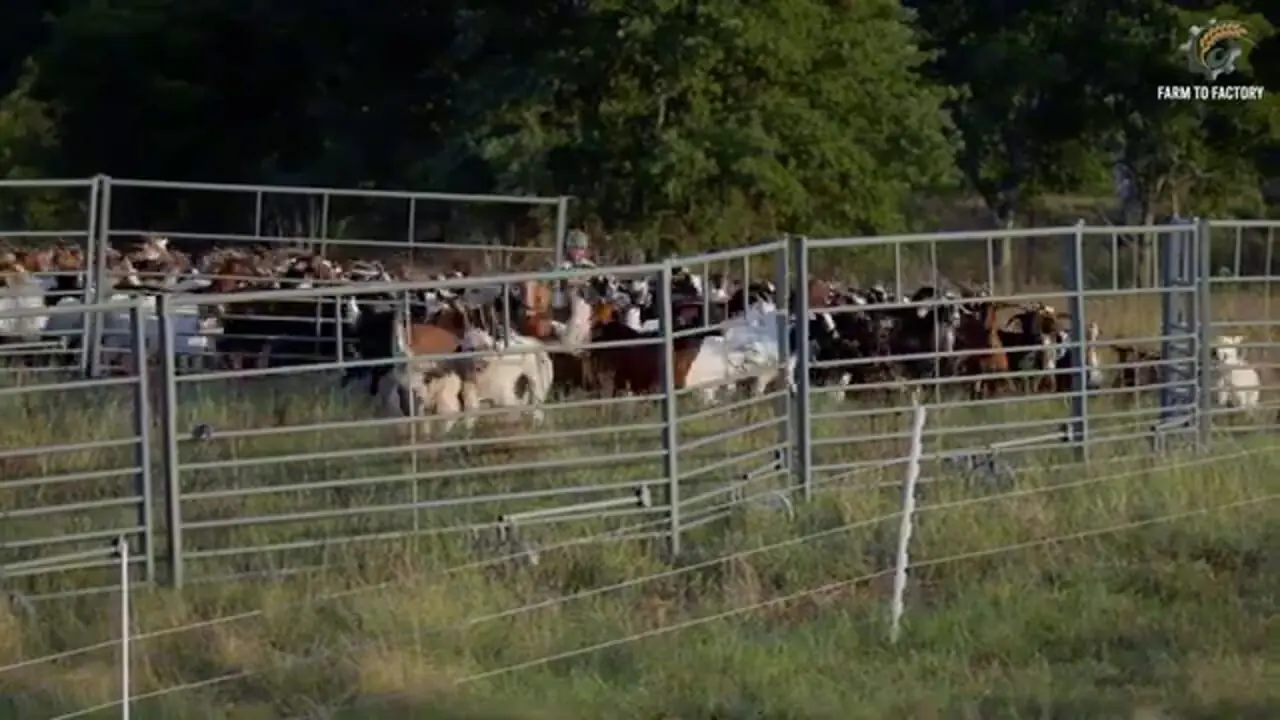 ببینید| فرآیند دیدنی پرورش و فرآوری گوشت و شیر «بُز» در آمریکای جنوبی