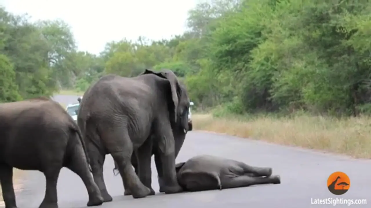 لحظه کمک کردن فیل ها به بچه فیلی که وسط جاده خودش را زمین می زند!