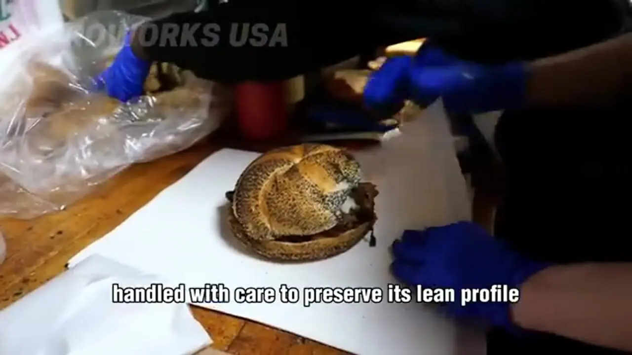 ببینید| فرآیند پرورش و فرآوری گوشت، پوست و شیر الاغ در آمریکای جنوبی