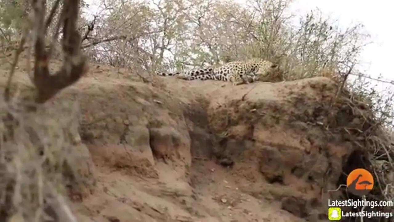 ببینید| حمله ناگهانی شیر جسور به پلنگ در حال استراحت