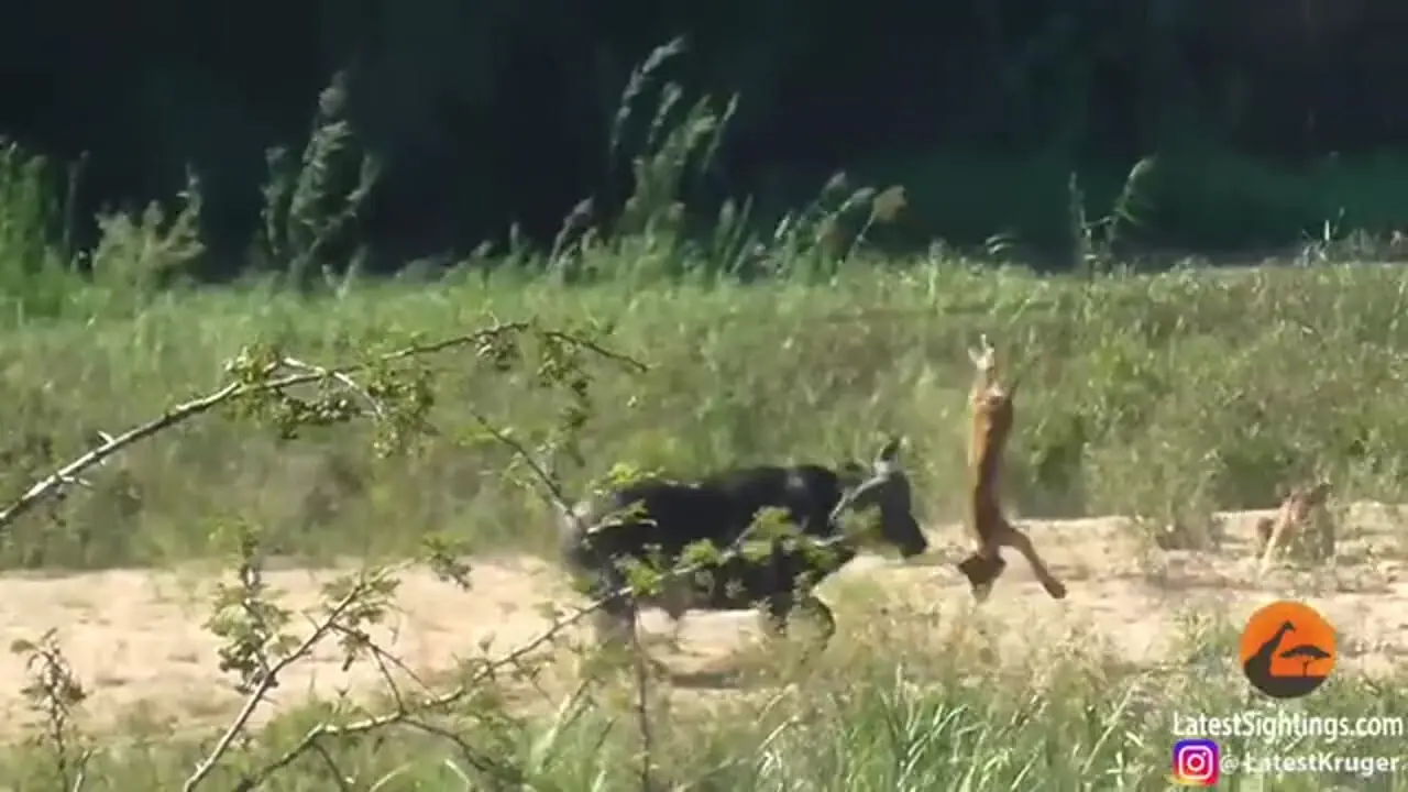 وقتی بوفالو به سیم آخر می زند؛ توله شیر بی نوا به هوا پرتاب شد!