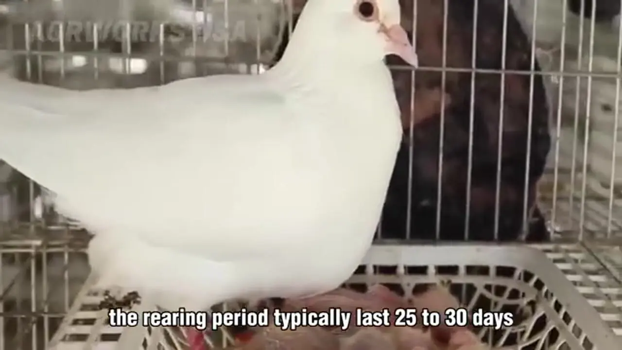 ببینید| چگونه چینی ها میلیون ها کبوتر را برای تولید گوشت پرورش می دهند؟