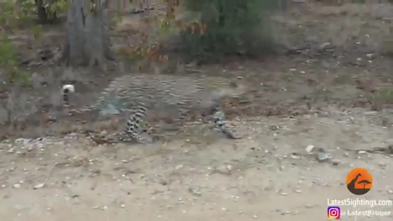 مقاومت دیدنی تشی در برابر حملات مداوم پلنگ گرسنه!