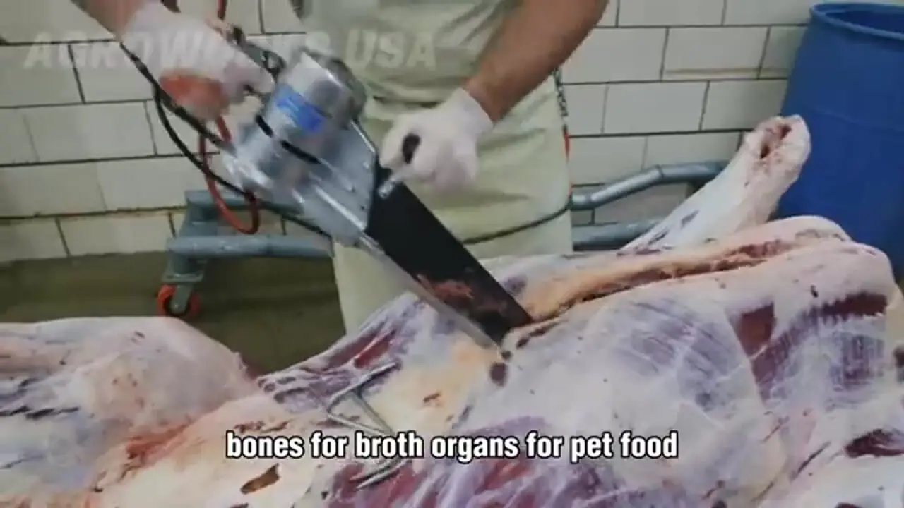 مراحل پرورش و فرآوری هزاران گاومیش کوهان دار در امریکا