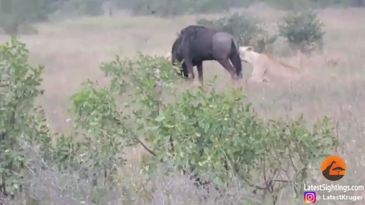 مبارزه دلیرانه «کل یالدار» با دو شیر و لحظه شاخ زدن به یکی از آن ها!