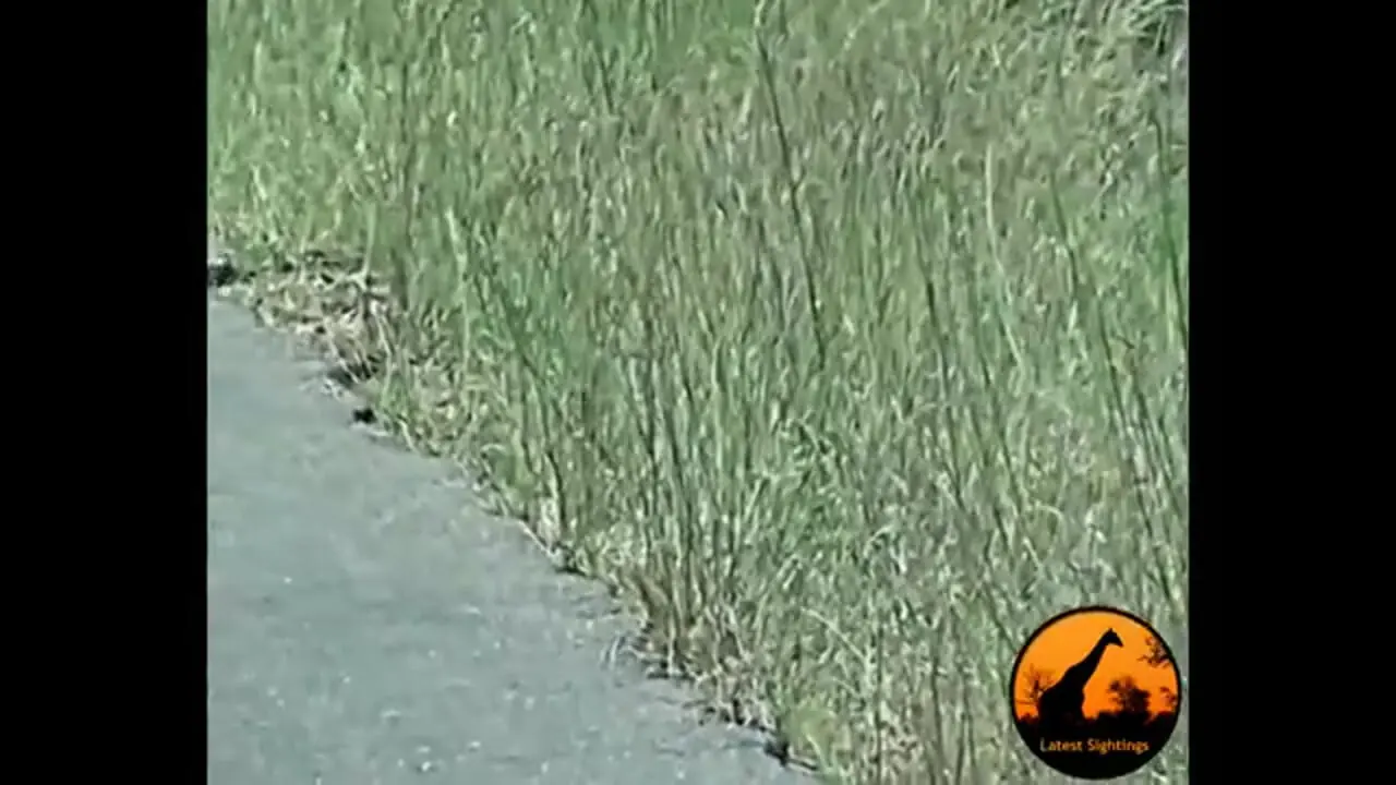 رقص و حرکات عجیب و غریب یک مار بومسلنگ وسط جاده!