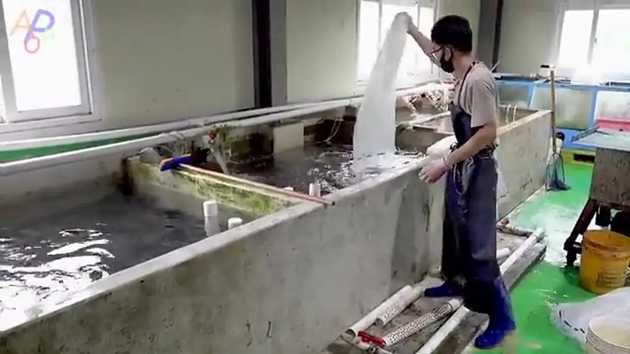 مراحل دیدنی پرورش، فرآوری و بسته بندی مارماهی در کره جنوبی