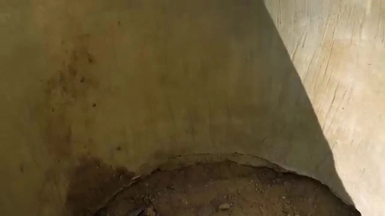 غذای روستایی در آذربایجان؛ کباب ران بزرگ گاو در تنور زیر زمینی