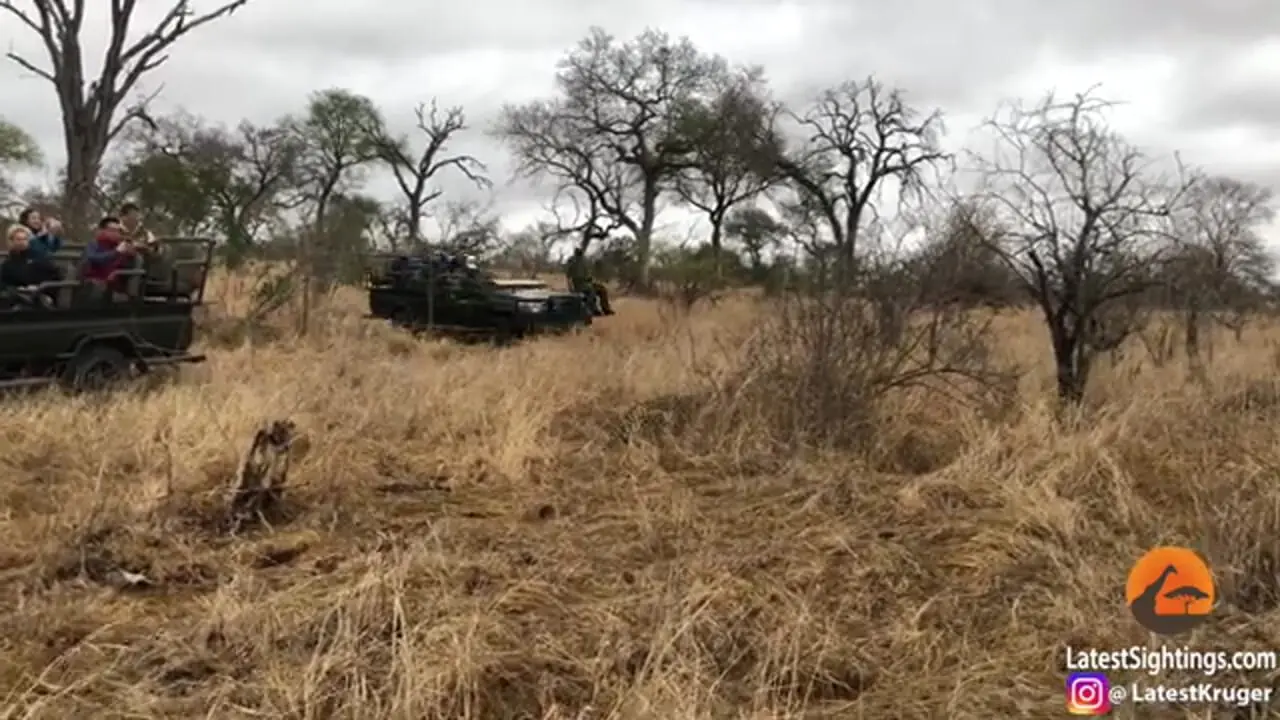 وقتی کفتار، گراز وحشی را از دست پلنگ نجات می دهد!