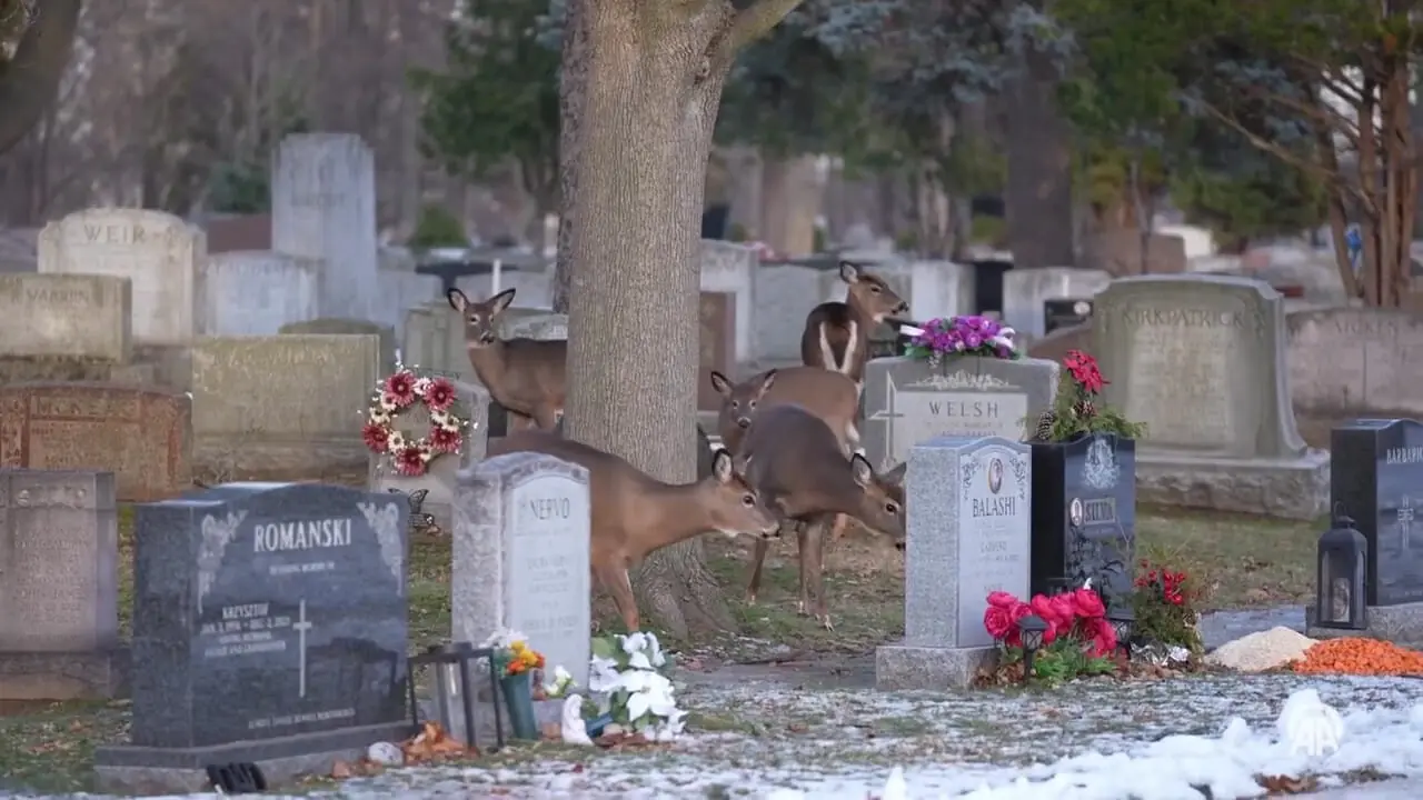 هجوم گوزن‌های گرسنه به قبرستان