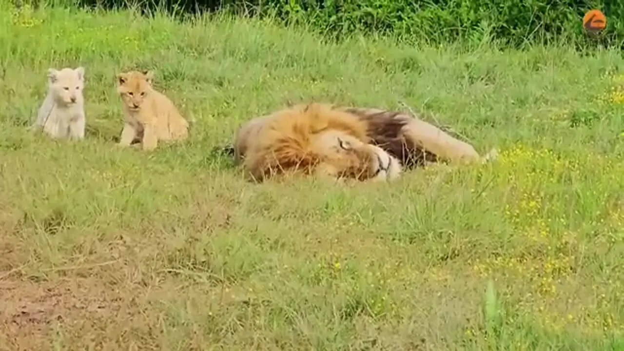 عاقبت بازی کردن با دم شیر!