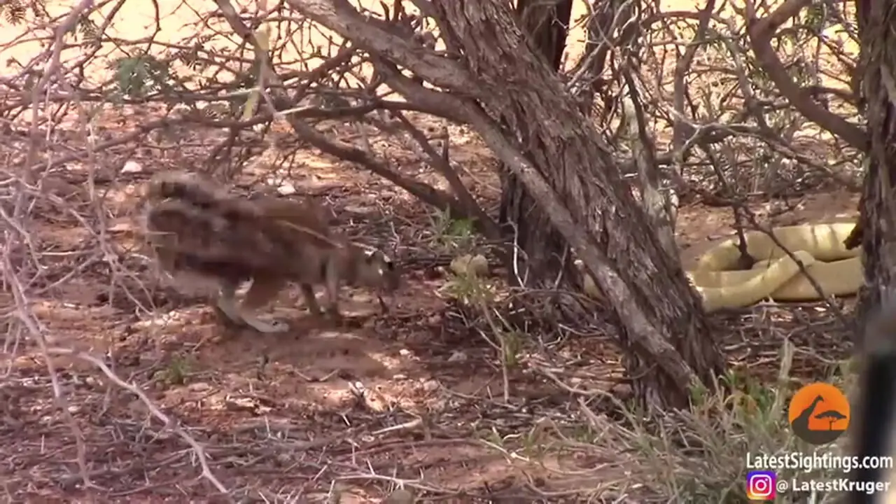 نبرد شجاعانه «سنجاب» با «مار کبرا» برای محافظت از توله هایش