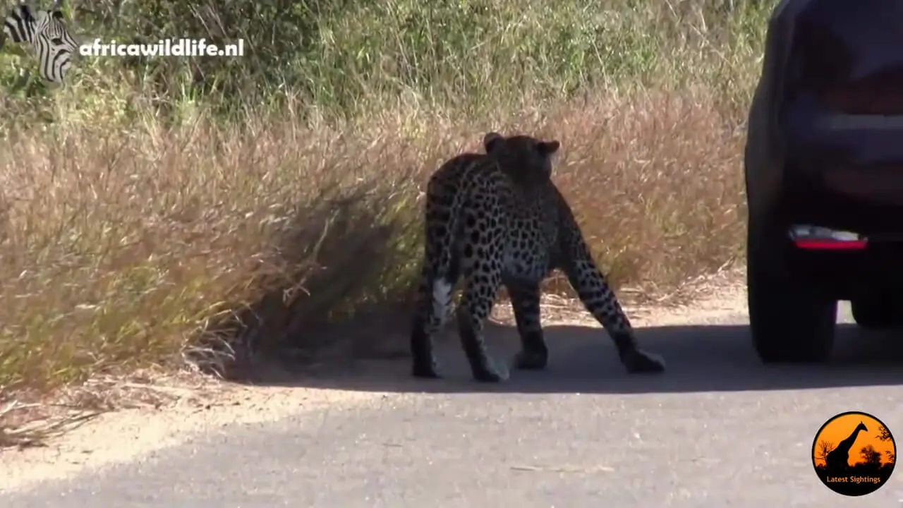 بازی بامزه «پلنگ» با تصویر بازتاب‌شده‌ خودش روی بدنه‌ خودرو!