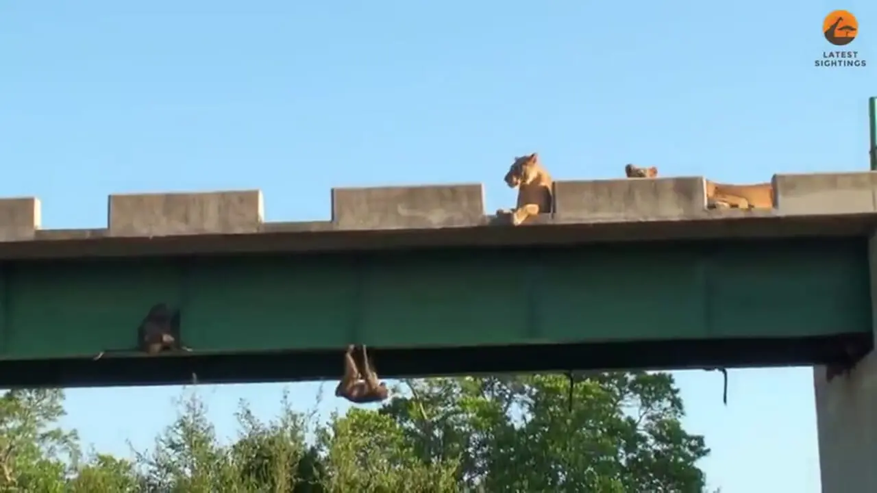 ببینید| بابون ها برای نجات جان خود از دست شیرها زیر پل آویزان شدند!