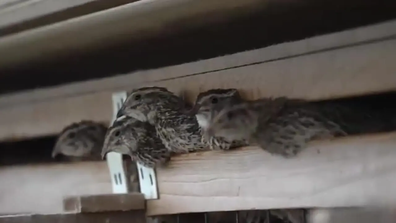 ببینید| مراحل دیدنی پرورش بلدرچین و تولید روزانه ۷۰هزار تخم‌ بلدرچین در ژاپن