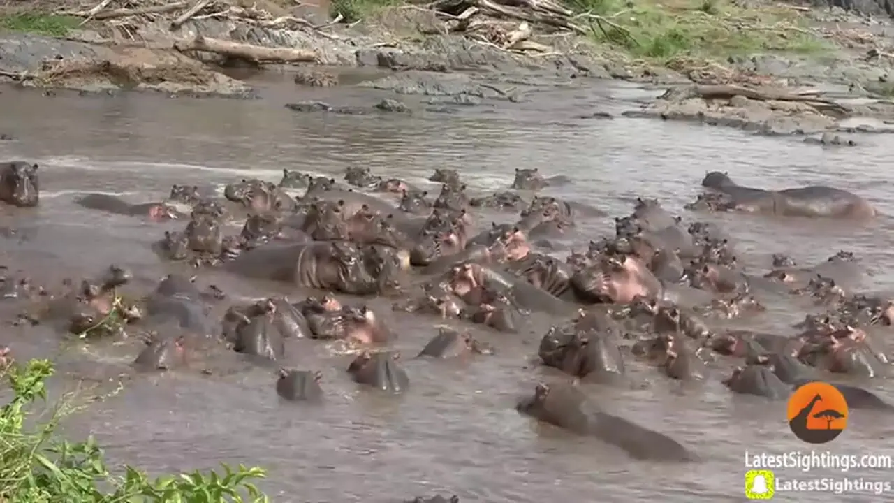 ببینید| حمله 30 «اسب آبی» به «تمساح نگون» بختی که وارد قلمروشان شد!