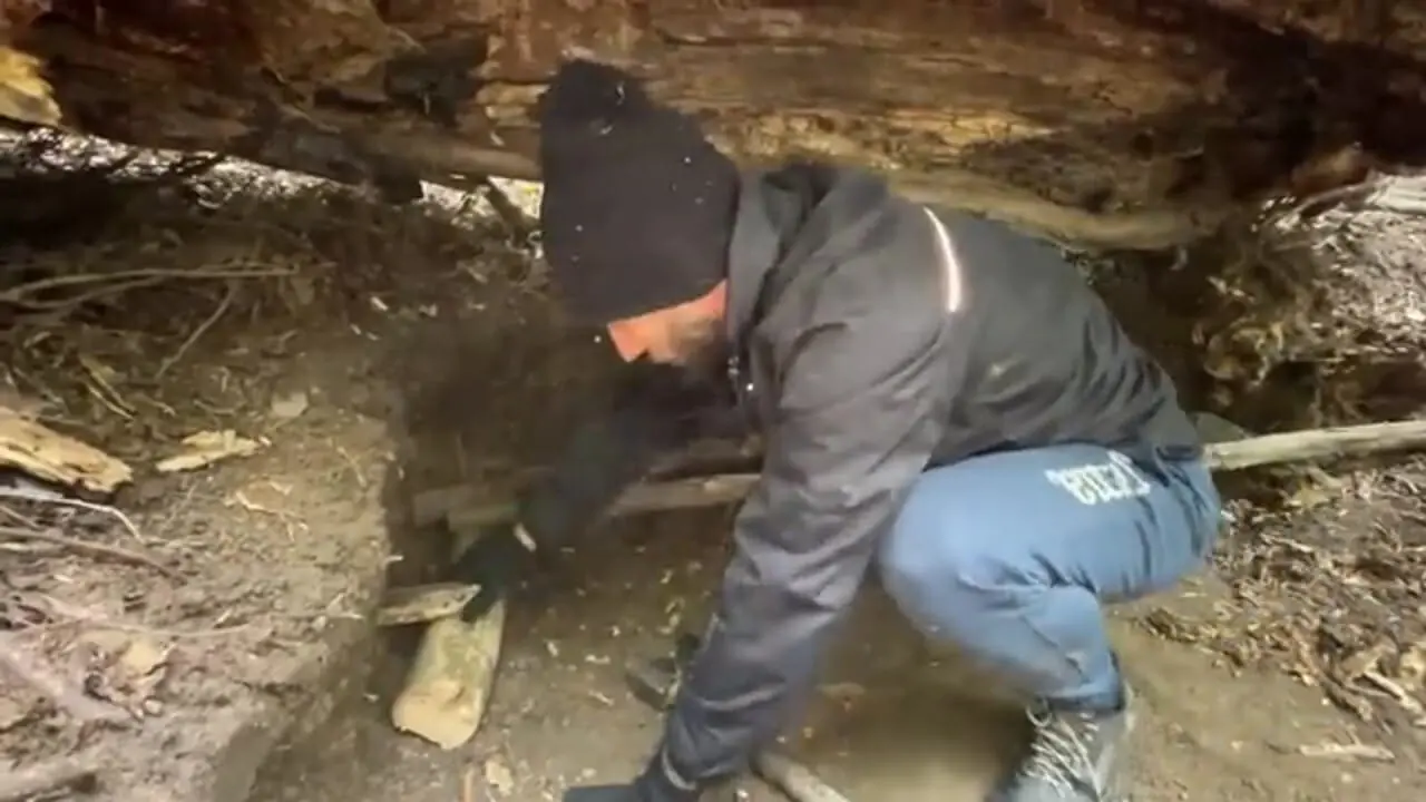 فرآیند اخت یک پناهگاه مخفی زیر یک درخت در اعماق جنگل و در آلمان