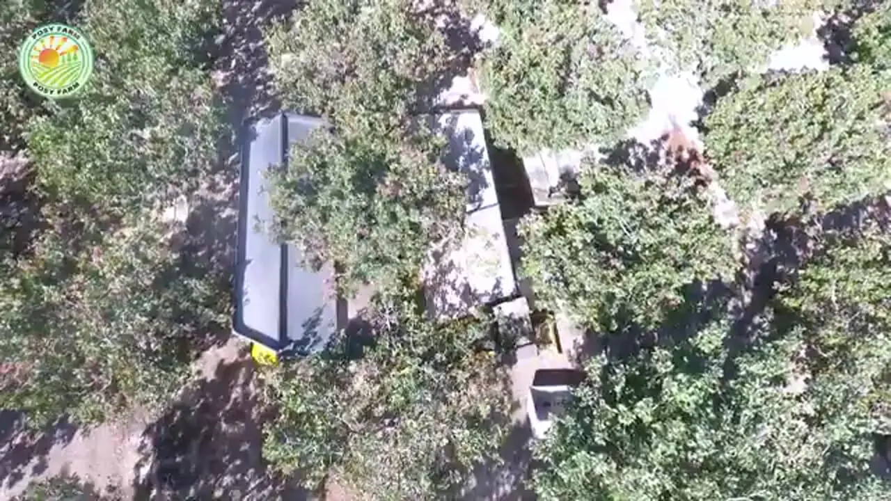 چگونه کشاورزان آمریکایی هزاران تن پسته را برداشت می کنند؟