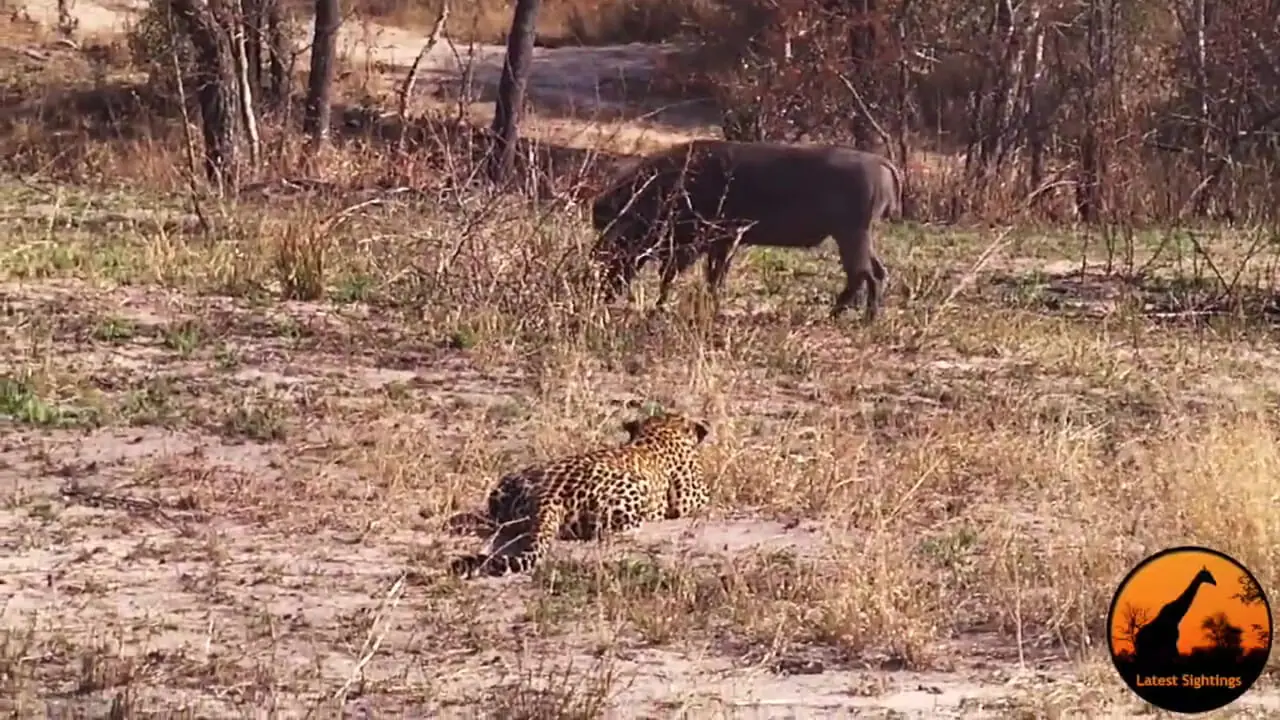 شکست باورنکردنی پلنگ در برابر گراز وحشی!