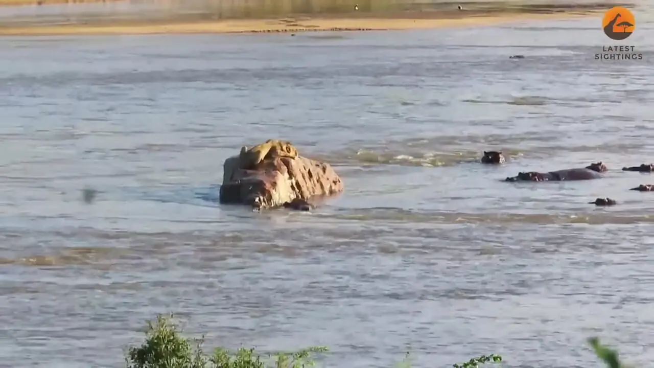 ببینید| حمله اسب های آبی به شیری که روی یک صخره‌ در رودخانه گیر افتاده بود!