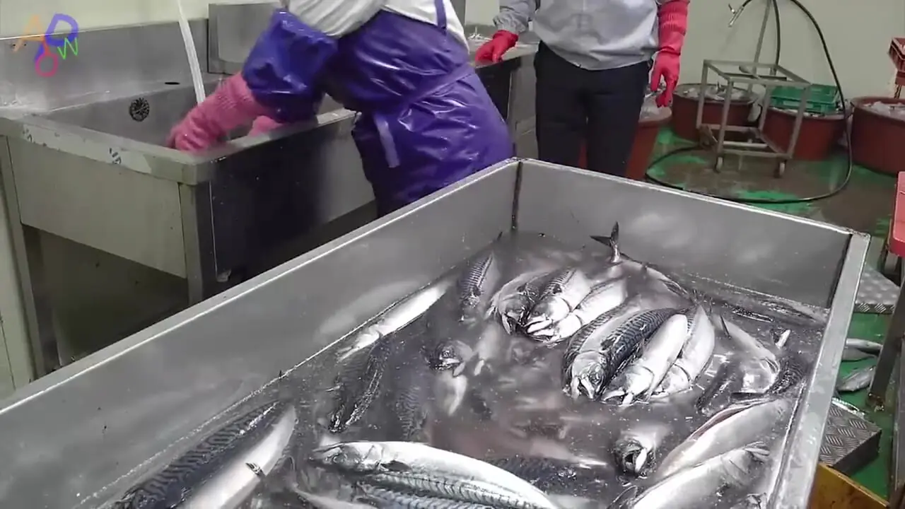 ببینید| مراحل فرآوری و بسته بندی ده ها تن ماهی ماکرل نروژی در کارخانه ای در کره