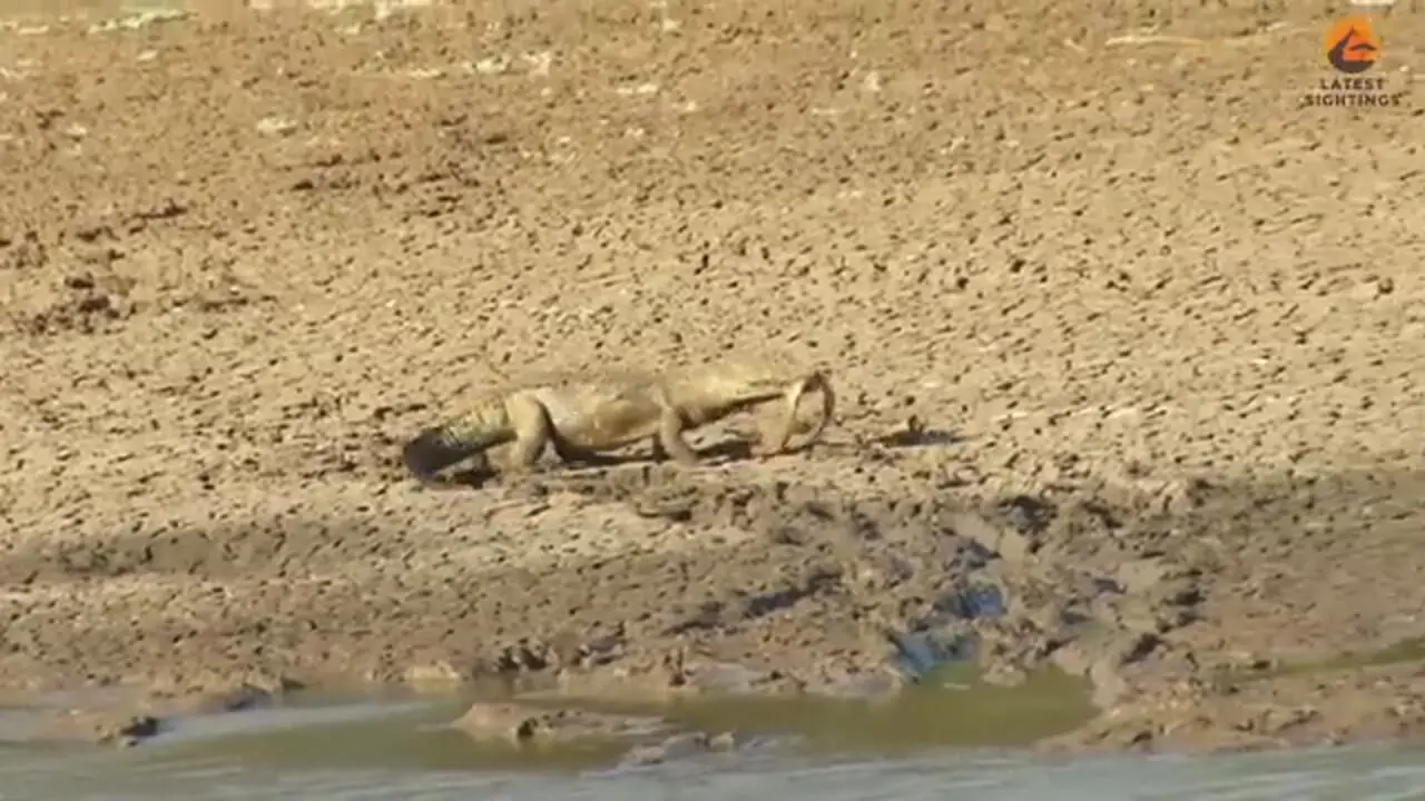 تلاش ناموفق «مار مامبای سیاه» برای فرار از دست «تمساح» گرسنه