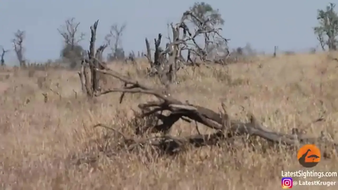 حمله همزمان عقاب و دو شغال گرسنه به یک آهو