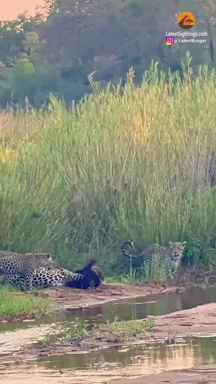 نبرد حماسی یک گورکن عسل خوار با 3 پلنگ گرسنه